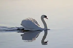 Swan Prints: Mute Swan - With reflection on water Hickling Broad Norfolk UK