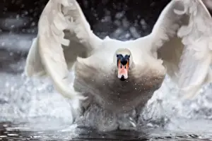 Dramatic Prints: Mute Swan - running on water to take off - Cornwall - UK