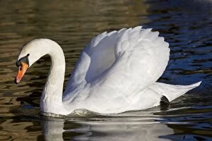 Mute Swan - showing busking display
