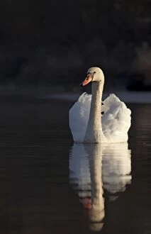 Mute Swan - being sidelit in early moring sunshine with reflection