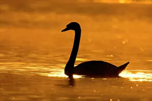 Mute Swan - Silhouette at sunrise