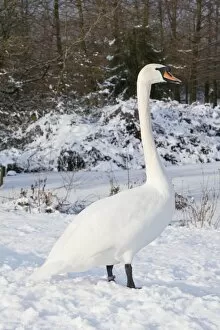 Images Dated 9th January 2010: Mute Swan - Single adult bird resting on snow covered bank. England, UK