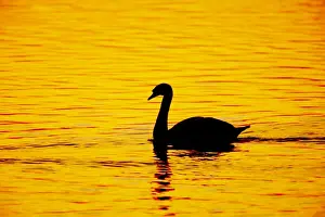 Dawn Prints: Mute Swan - Sunset - Welney WWT - Ouse Washes - Norfolk - UK BI015260