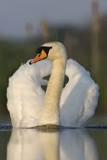 Riverside Prints: Mute Swan Swimming agressively creating a small wave of water. Cleveland. UK