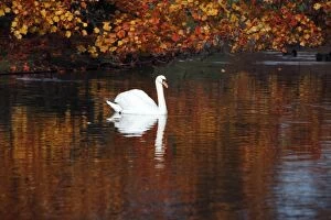 Images Dated 1st November 2009: Mute Swan - swimming on lake