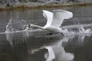 Images Dated 26th November 2004: Mute Swan - Taking off from river, winter. Hessen, Gremany