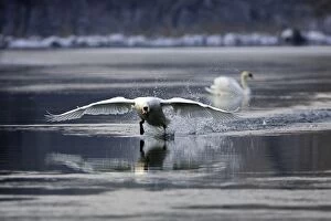 Images Dated 28th January 2006: Mute Swan - taking off on water. Alsace - France