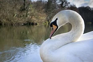 Images Dated 3rd April 2006: Mute Swan - Tehidy - Cornwall - UK