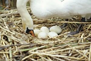 Mute Swan - turning eggs