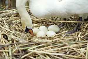 Turning Prints: Mute Swan - turning eggs