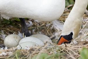 Images Dated 15th May 2011: Mute Swan - turning eggs in nest during incubation