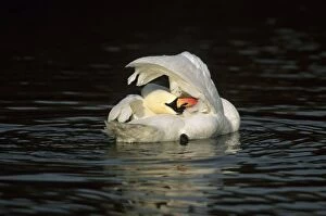 Mute Swan - Washing