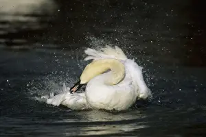 Shaking Prints: Mute Swan - Washing Slimbridge, Gloucestershire, UK BI006857