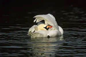 Mute Swan - Washing Slimbridge, Gloucestershire, UK BI006858