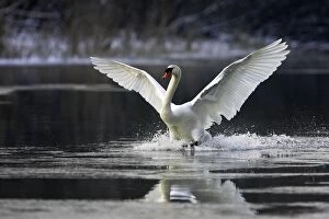 Mute Swan - on water - flapping wings