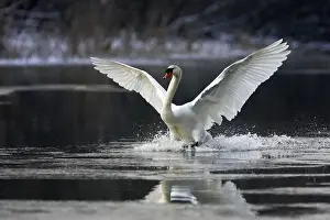 Splashing Prints: Mute Swan - on water - flapping wings. Alsace - France