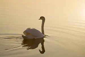 Mute Swan On water at sunrise Hickling Broad Norfolk UK