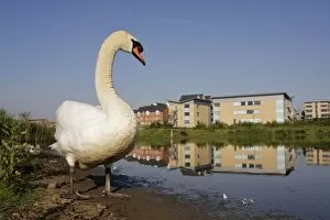 Mute Swan Gallery: Mute Swan - wide angle close-up showing parent and chicks in urban habitat and environment of pond