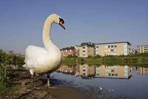 Business Prints: Mute Swan - wide angle close-up showing parent and chicks in urban habitat and environment of pond