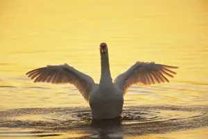 Mute Swan - Wing Stretch in Evening Light Cygnus olor Welney WWT, Ouse Washes Norfolk, UK BI015288