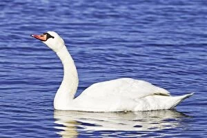 Mute Swan - in winter