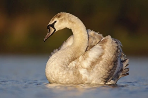 Images Dated 26th April 2009: Mute Swan - one year old immature bird showing mottled feathers