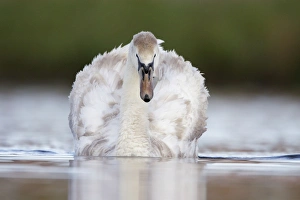 Images Dated 11th May 2009: Mute Swan - one year old immature bird showing mottled feathers