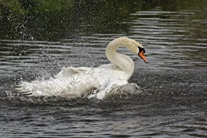 Mute swan, Zaanse Schans, Holland, Netherlands