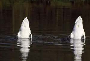 Symmetry Prints: Mute Swans