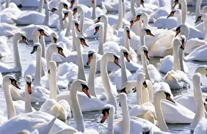 Mass Flock Prints: Mute Swans - Abbotsbury