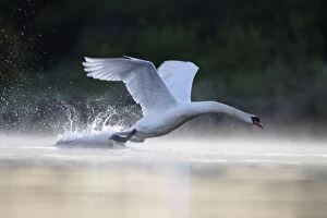 Mute Swan Gallery: Mute Swans - adult male aggressively charging towards an intruder