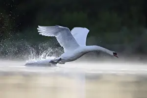 Attack Prints: Mute Swans - adult male aggressively charging towards an intruder - Cleveland - UK