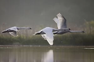 Mute Swan Gallery: Mute Swans - three birds flying low over water in early morning light
