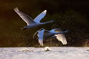 Couples Prints: Mute Swans - two birds taking off from water in early morning light - UK
