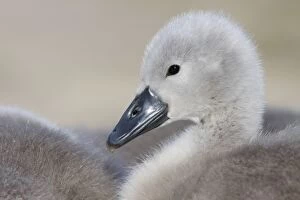 Images Dated 30th May 2009: Mute Swans - chick