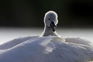 Mute Swan Gallery: Mute Swans - chick hitching a ride on parent