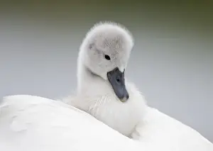 Babies On Back Prints: Mute Swans - chick hitching a ride on parent - UK