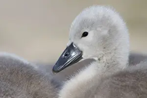 Baby Animal Prints: Mute Swans - chick - UK