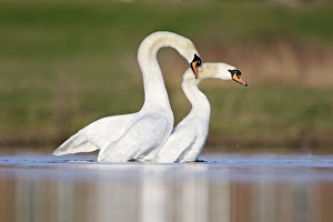 Images Dated 5th April 2009: Mute Swans - copulation - one of a sequence showing typical behaviour as the two birds rise up