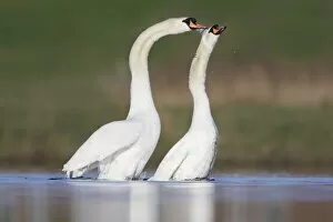 Mute Swans - copulation - one of a sequence showing typical behaviour as the two birds rise up from the water with