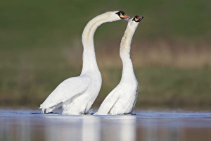 Images Dated 5th April 2009: Mute Swans - copulation - one of a sequence showing typical behaviour as the two birds rise up