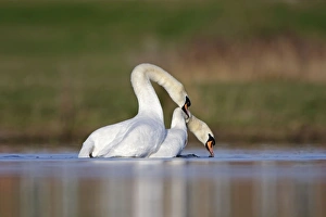 Images Dated 5th April 2009: Mute Swans - copulation - one of a sequence showing typical behaviour as the two birds rise up