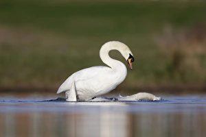 Images Dated 5th April 2009: Mute Swans - copulation - one of a sequence showing typical behaviour as the two birds rise up