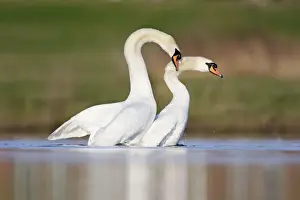 Mute Swans - copulation - one of a sequence showing typical behaviour as the two birds rise up from the water with the male clasping the back of the neck on the female - Cleveland - UK