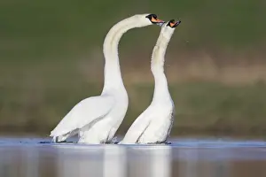 Copulation Prints: Mute Swans - copulation - one of a sequence showing typical behaviour as the two birds rise up from the water with