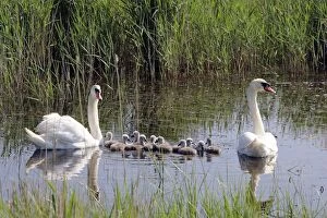 Mute Swans - family in water