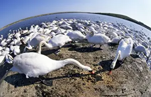 Mass Flock Prints: Mute Swans feeding - fish-eye lense - Abbotsbury