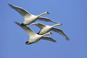 Swan Prints: Mute Swans - In flight Lower Saxony, Germany