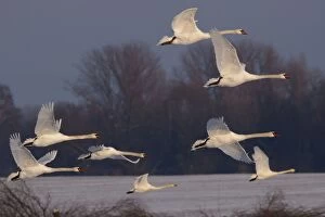 Images Dated 12th February 2012: Mute Swans - in flight with Whooper Swans (Cygnus)