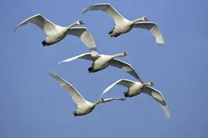 Swan Prints: Mute Swans - Flock in flight. Lower Saxony, Germany
